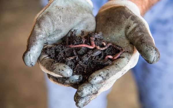Wij.land aan de slag met wormen in Spaarnwoude
