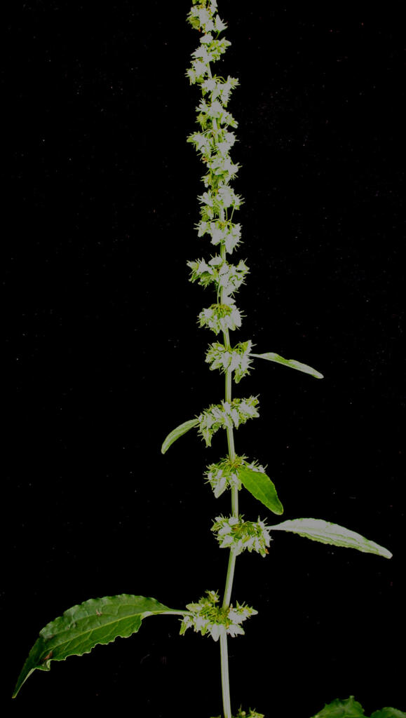 Rumex_obtusifolius_15-p.bot-rumex.obtu-08